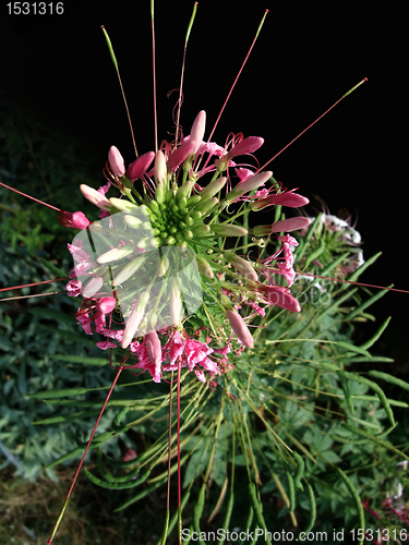 Image of exotic flower