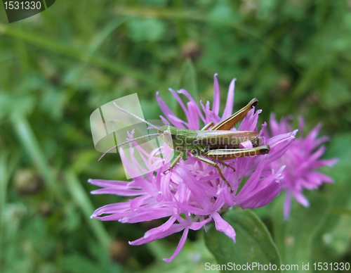 Image of grasshopper on violet flower