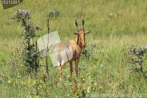 Image of Hartebeest in the savannah