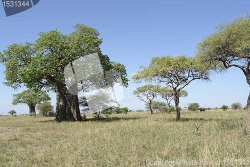 Image of scenery with Baobab tree in Africa