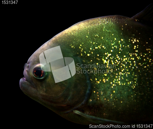 Image of Piranha portrait