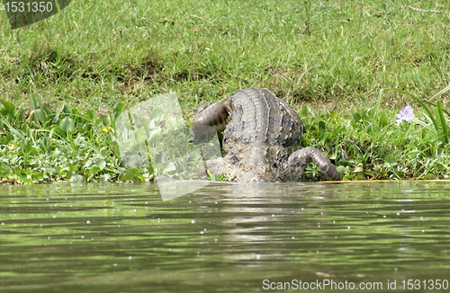 Image of Nile crocodile walking into the water