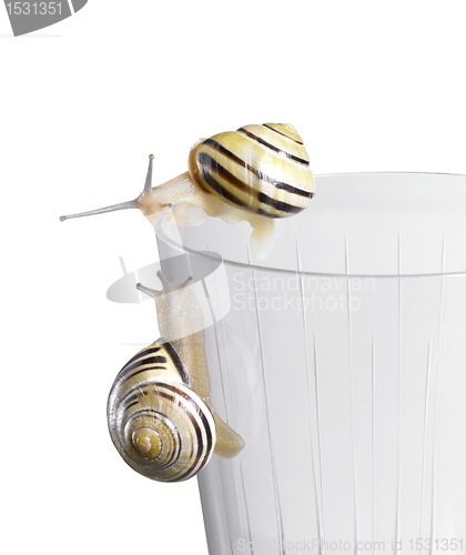 Image of Grove snails on a drinking glass