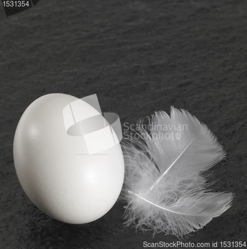 Image of egg and down feathers