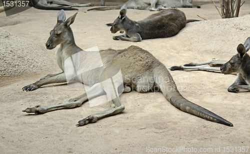 Image of kangaroos