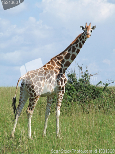 Image of Giraffe in sunny african ambiance