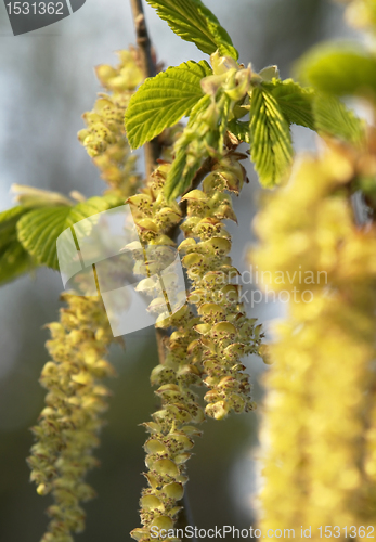 Image of common hazel blossoms