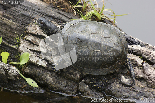 Image of European pond terrapin