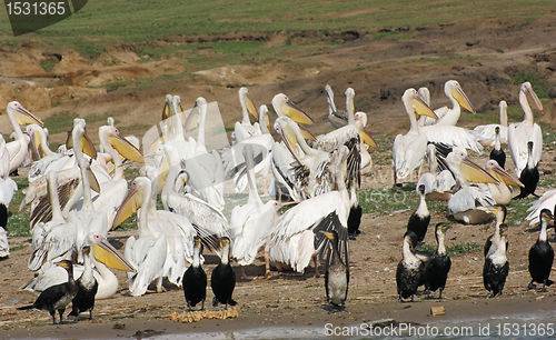 Image of birds at the Queen Elizabeth National Park in Uganda