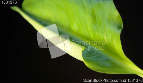 Image of green rolled spring leaf