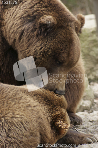 Image of Brown Bear detail