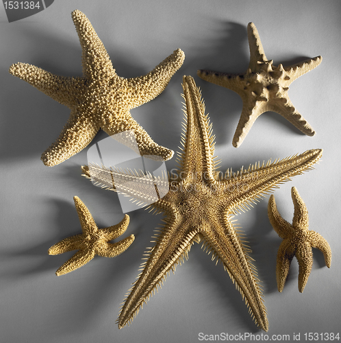 Image of some starfishes