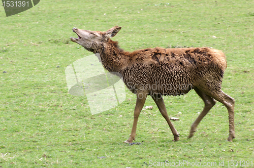 Image of wet Red Deer on green grassland