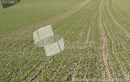 Image of seedling rows detail