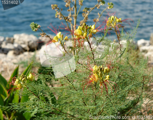 Image of colorful mediterranean plant