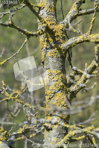 Image of twigs overgrown with lichen
