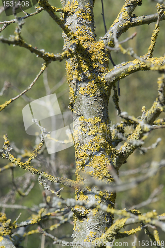 Image of twigs overgrown with lichen