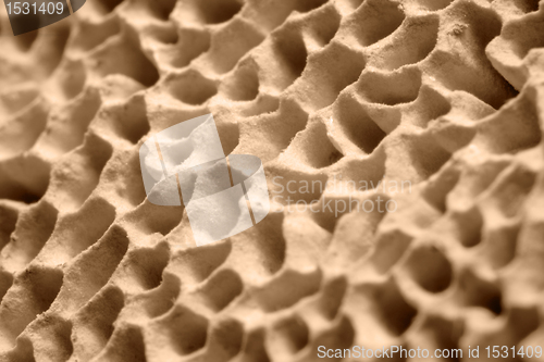 Image of mushroom pores