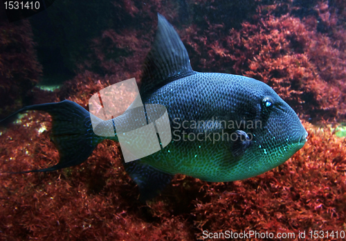 Image of sea fish in red back