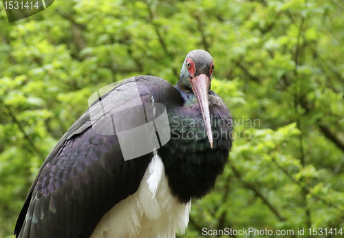 Image of Black Stork