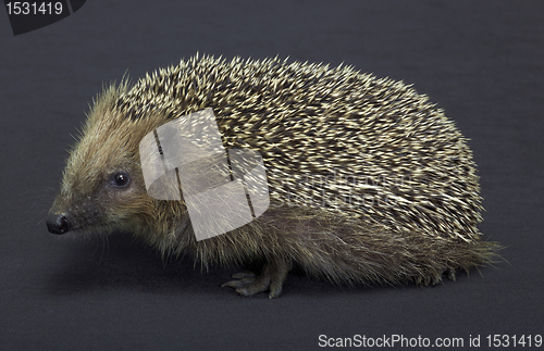 Image of hedgehog in dark back