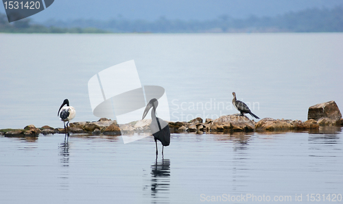 Image of birds at Lake Victoria