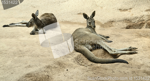 Image of kangaroos