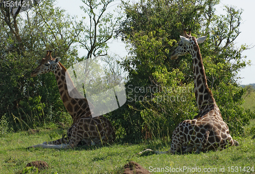 Image of resting Giraffes in Africa