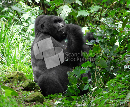 Image of Mountain Gorilla in green vegetation