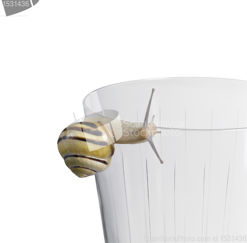 Image of Grove snail on a drinking glass