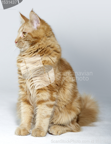 Image of maine Coon kitten