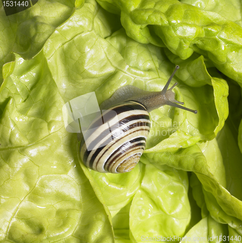 Image of Grove snail upon green lettuce