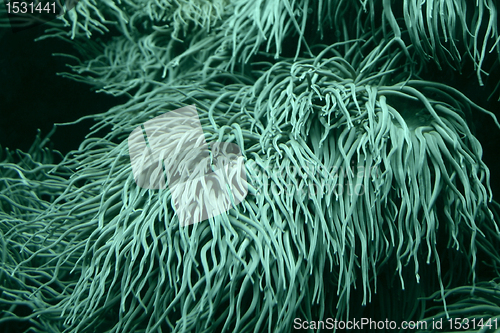 Image of Sea anemone tentacles