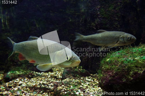 Image of two freshwater fishes