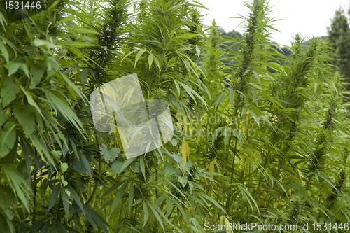 Image of hemp field detail