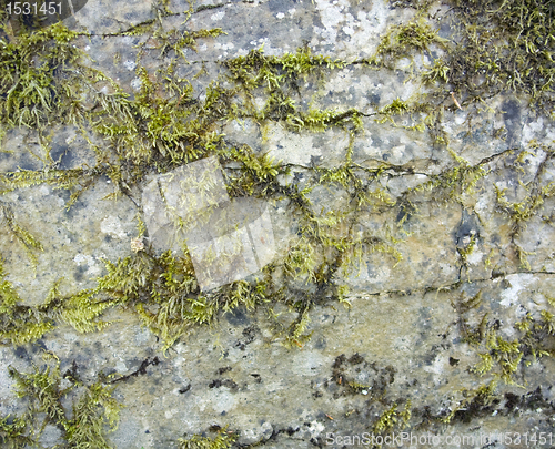 Image of stone surface with moss and lichen