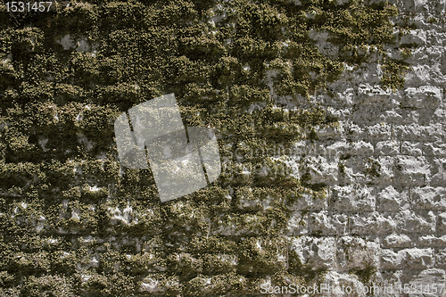 Image of old overgrown stone wall
