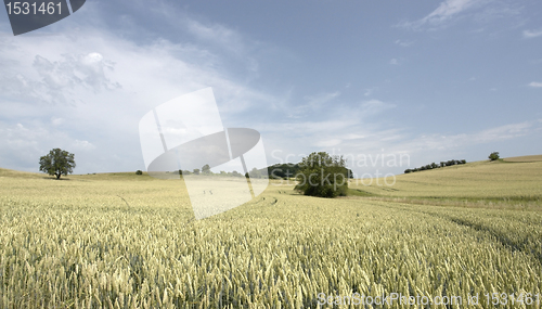 Image of rural pictorial agriculture scenery at summer time