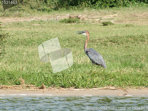 Image of Goliath Heron in sunny ambiance