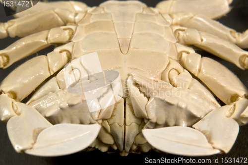 Image of detail of a moon crab