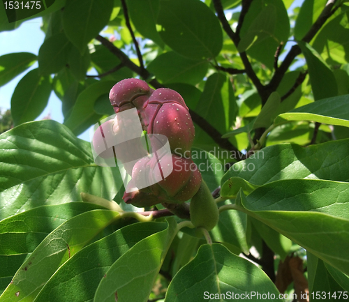 Image of exotic plant detail