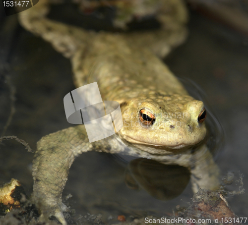 Image of common toad