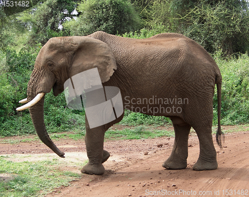 Image of Elephant in Africa