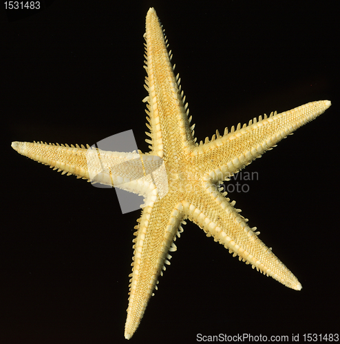 Image of starfish on black