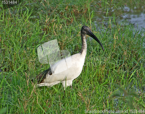 Image of African Sacred Ibis in grassy back
