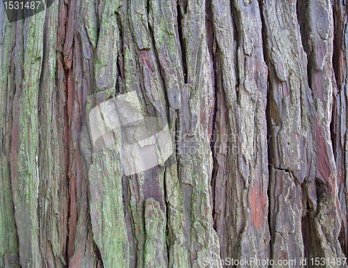 Image of bark detail