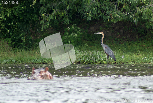 Image of Goliath Heron and Hippo in Africa