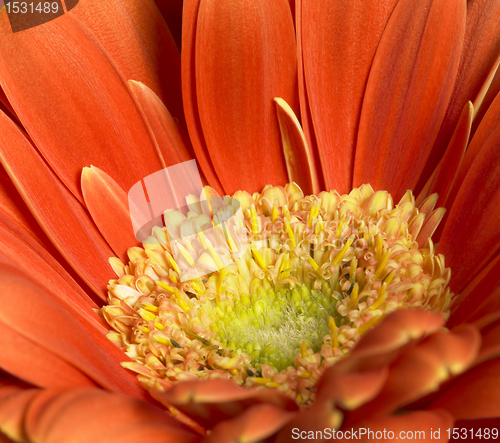 Image of gerbera flower closeup