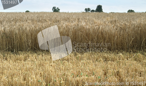 Image of wheat detail at summer time