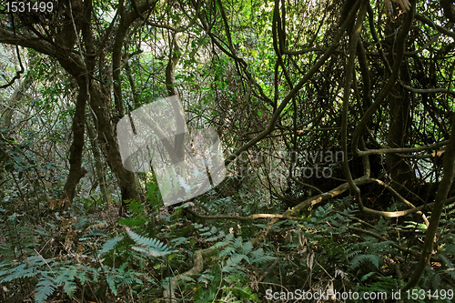 Image of jungle vegetation in the Bwindi Impenetrable National Park